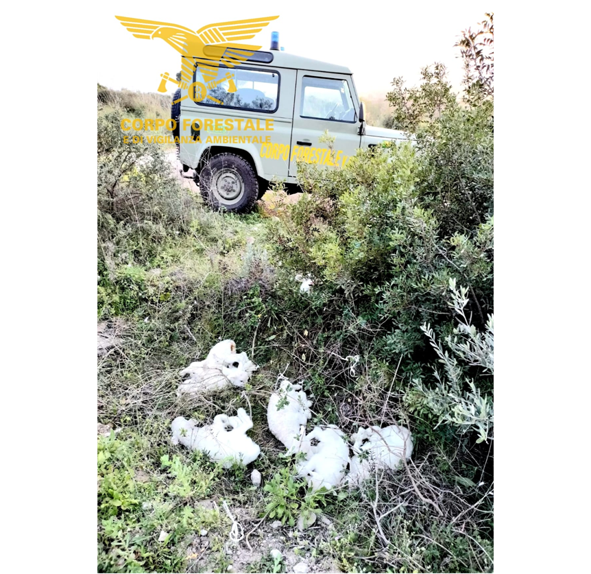 Marrubiu, nove agnelli infreddoliti con le zampe legate: salvati dalla Forestale