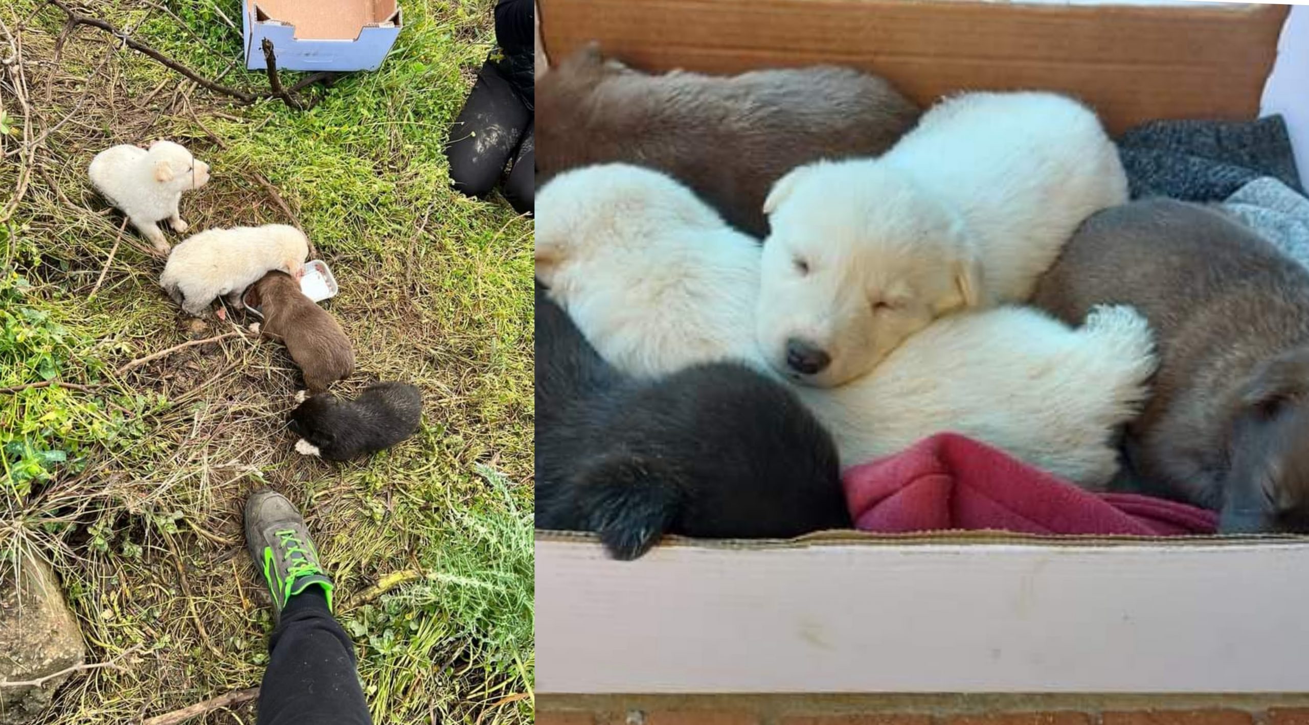 Erano intrappolati in una condotta: 12 cuccioli salvati nelle campagne di Sestu