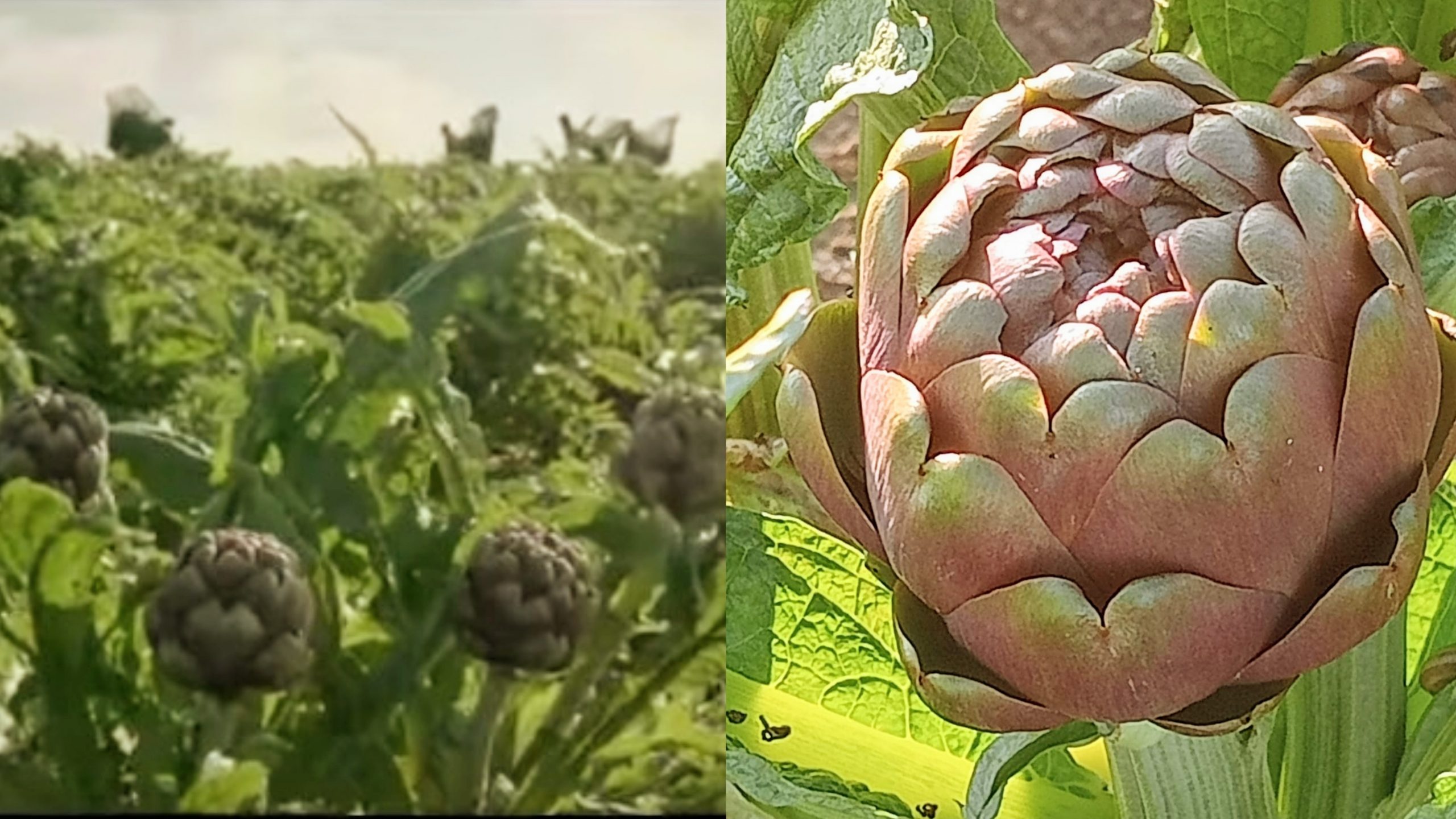 Samassi, tutto è pronto per la Sagra del Carciofo