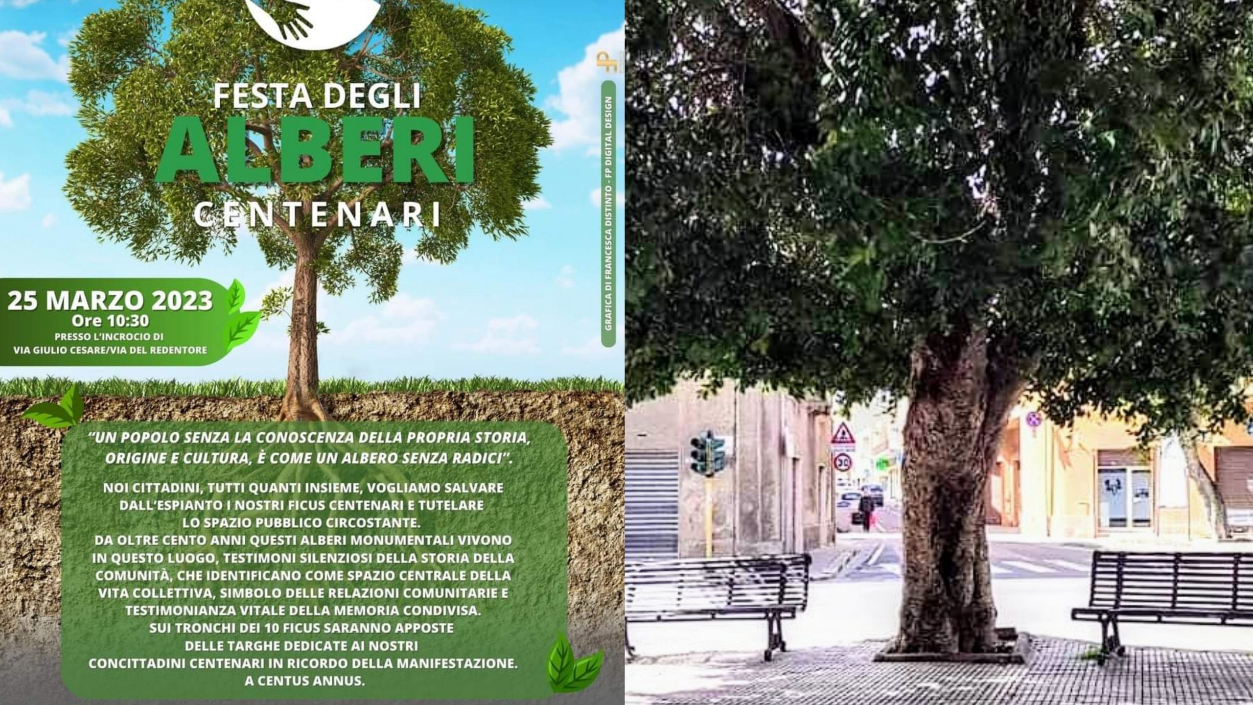 Monserrato, la rotatoria minaccia i ficus: i cittadini pronti a lottare per salvare gli alberi