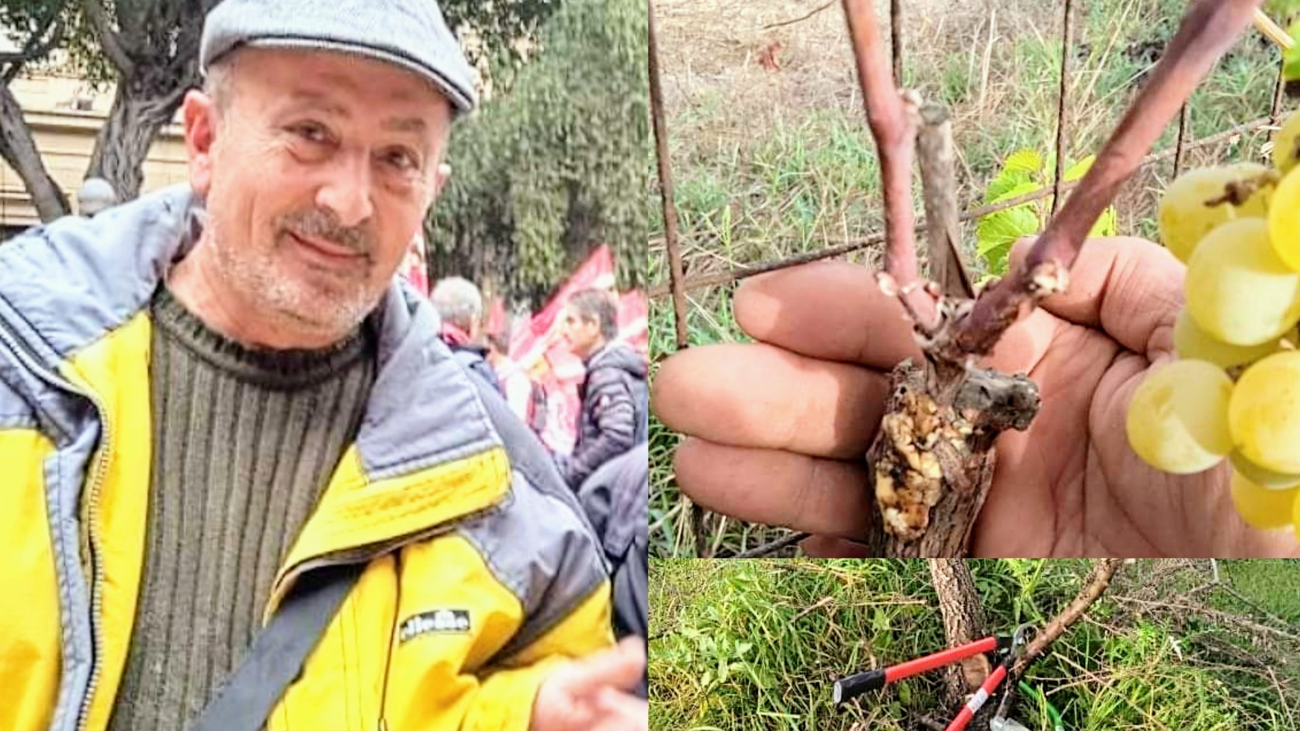 Siliqua, mette a disposizione le sue conoscenze per insegnare la tecnica dell’innesto