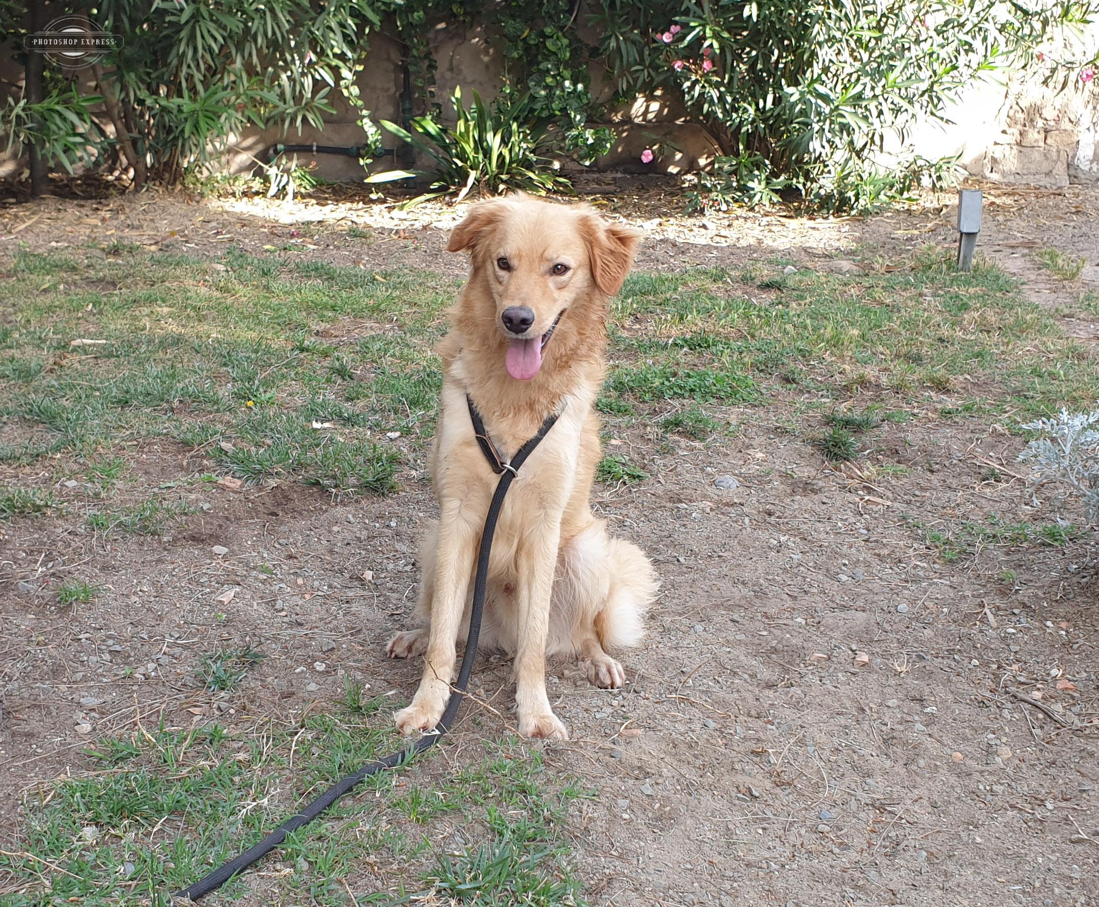 Adotta un cane dal canile di Cagliari, ecco a voi il dolcissimo Homer