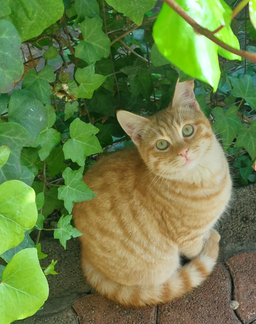 Milo mercoledì 8 marzo verrà castrato, se non trova adozione la sua casa sarà la strada