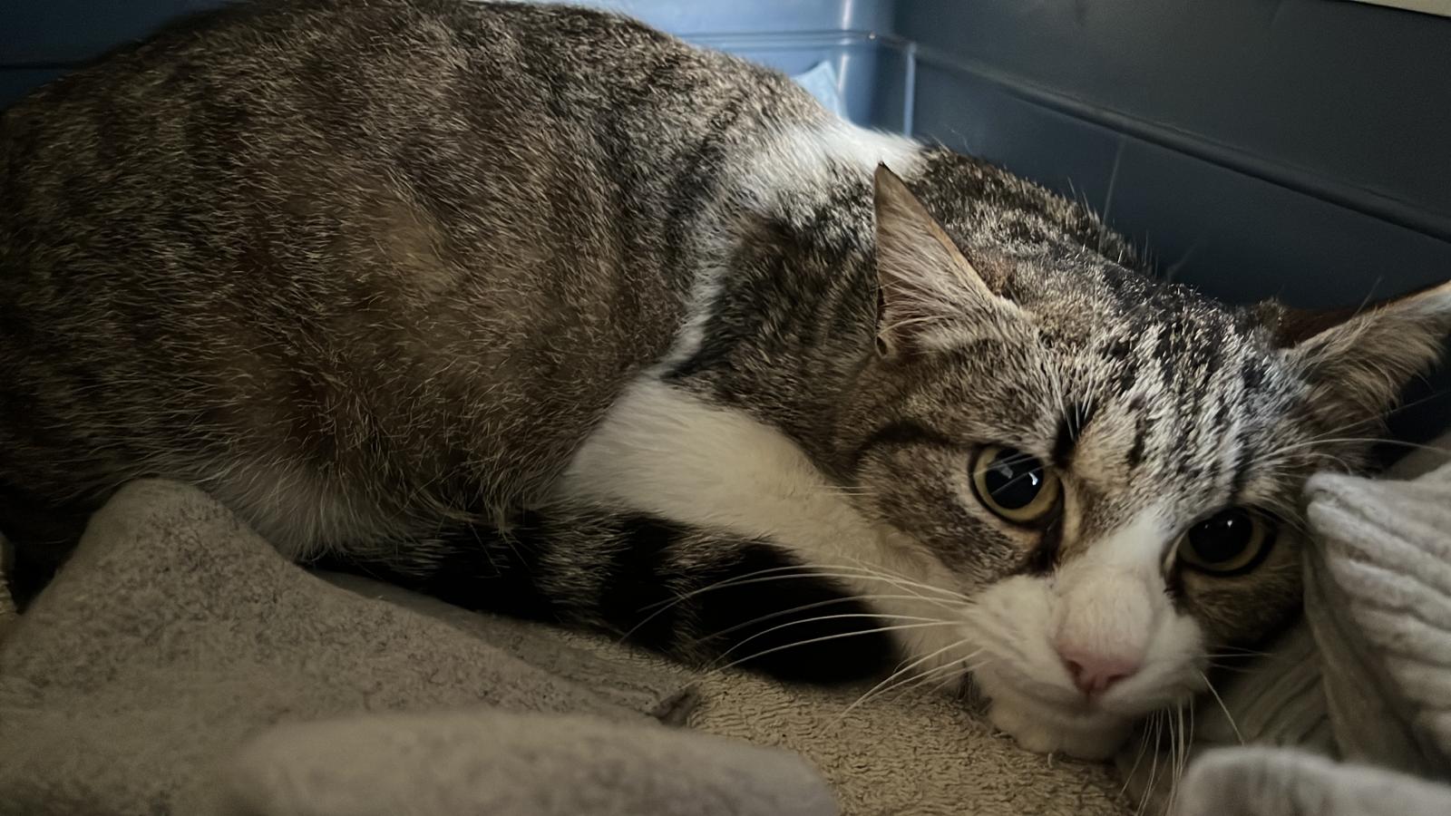 Una raccolta fondi per salvare la gattina di Assemini abbandonata in gravidanza