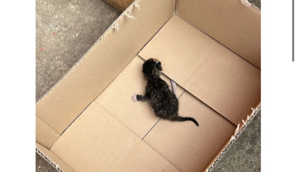 Cagliari, l’sos: un gattino appena nato e la mamma rischiano di morire