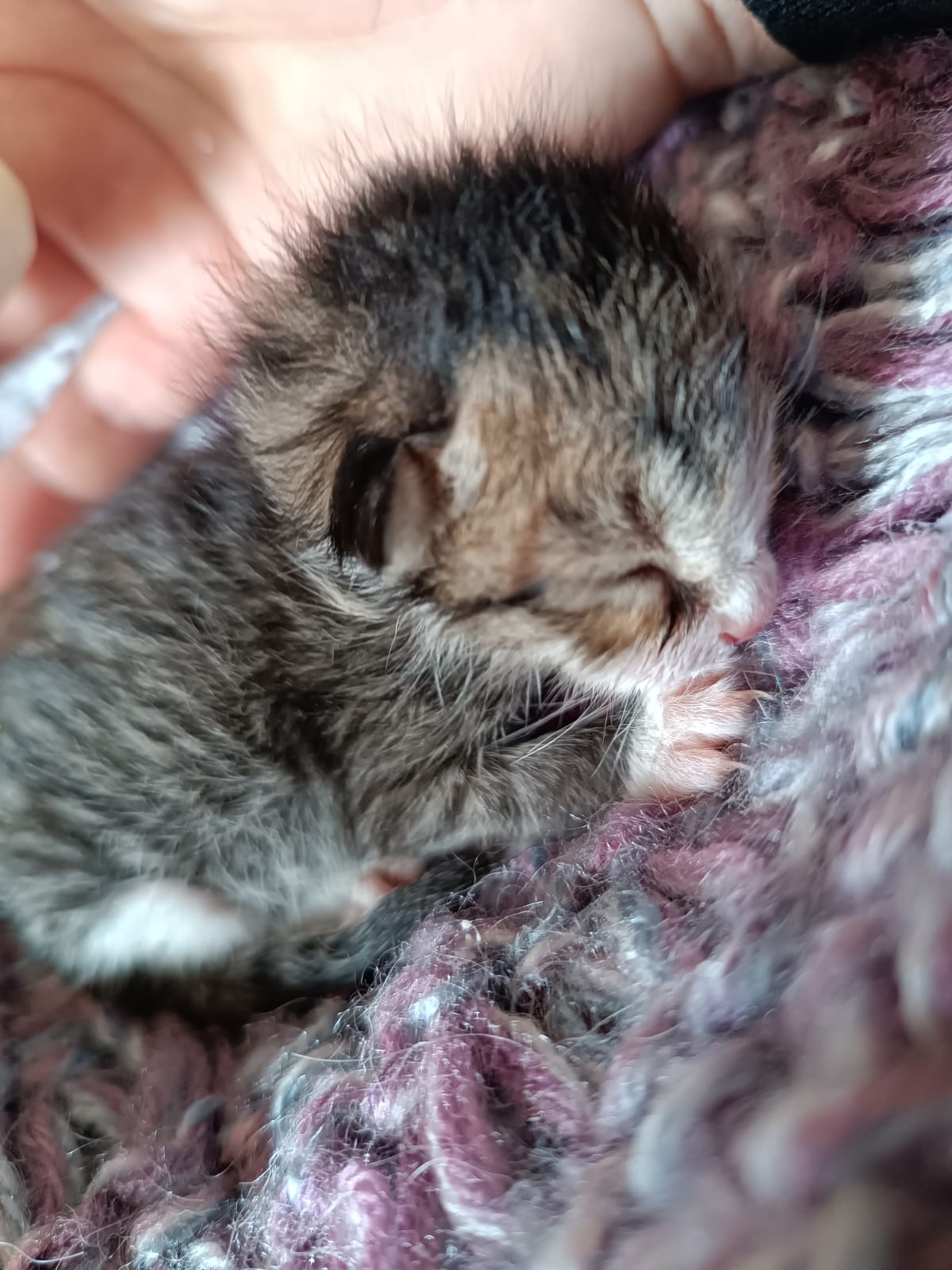 Radio Zampetta Sarda, lieto fine per il dolcissimo Gray: abbandonato da tre giorni, ha trovato affido