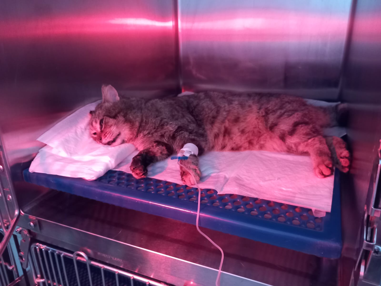 Orrore a Quartu: “Hanno avvelenato i gatti della colonia di via Amalfi”