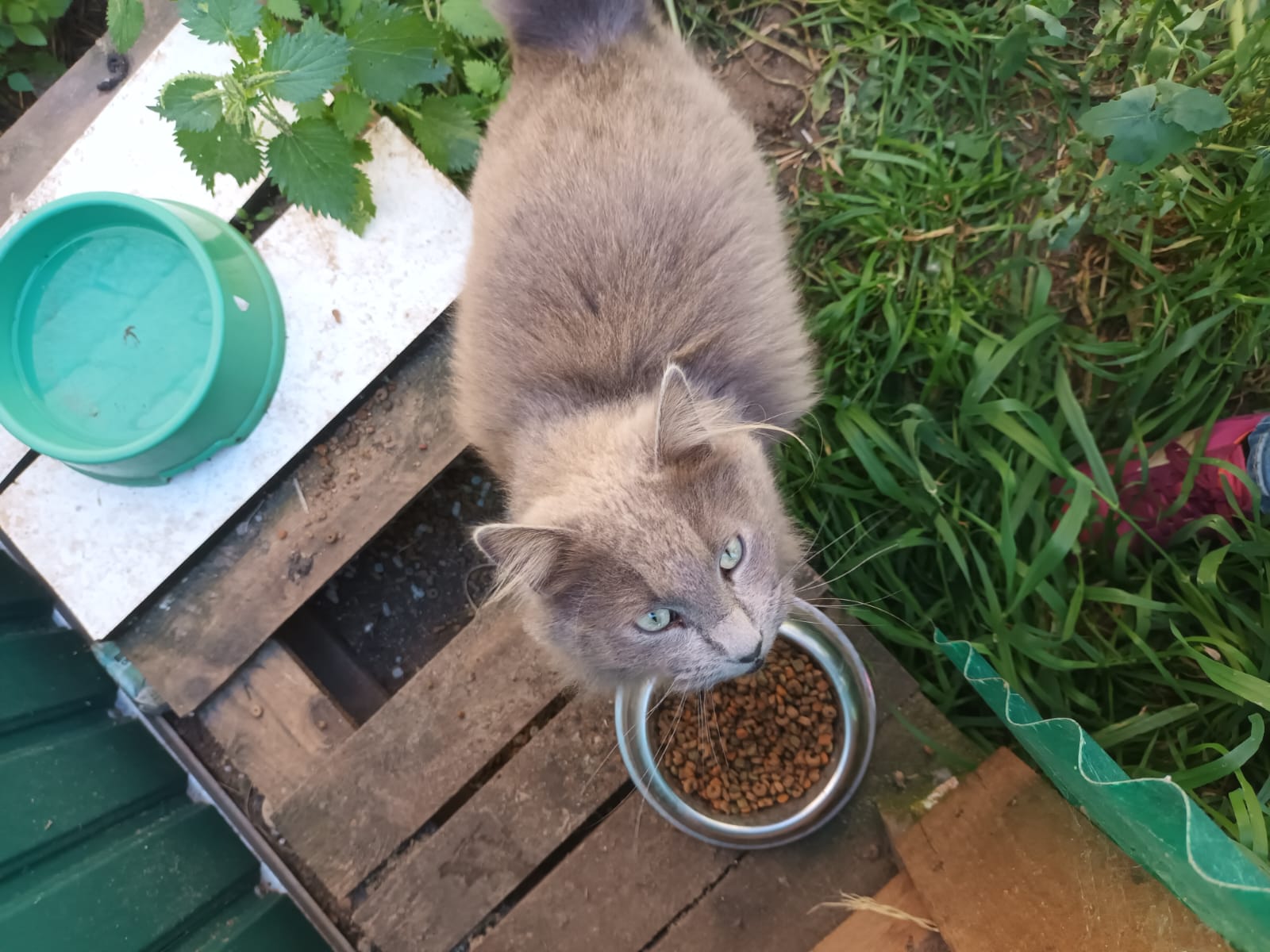 Cagliari, sos per il dolce gattino Cippi: “Piange e cerca compagnie e coccole”