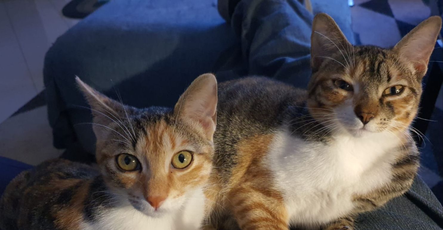 Si ammala l’anziana padrona, 2 gattine in un cortile abbandonato: si cerca un’adozione del cuore