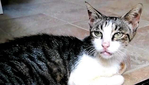 Sos da Quartu: “Aiutateci a ritrovare una gatta cardiopatica e appena operata”