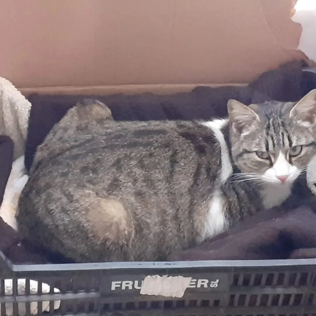 La “gatta del balcone” di Assemini ha trovato uno stallo: aperta una raccolta fondi