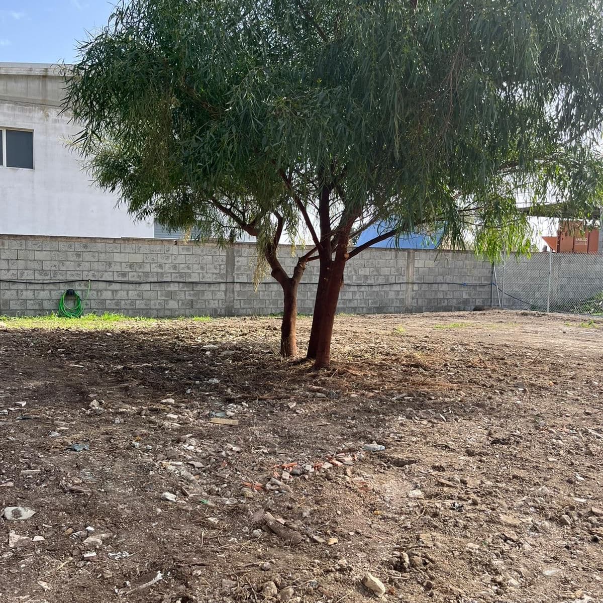 Radio Zampetta: “Vogliamo realizzare un’oasi felina a Cagliari, cerchiamo un progettista”