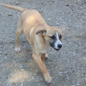 Adotta un cane dal canile di Cagliari: Estia aspetta una casa piena d’amore