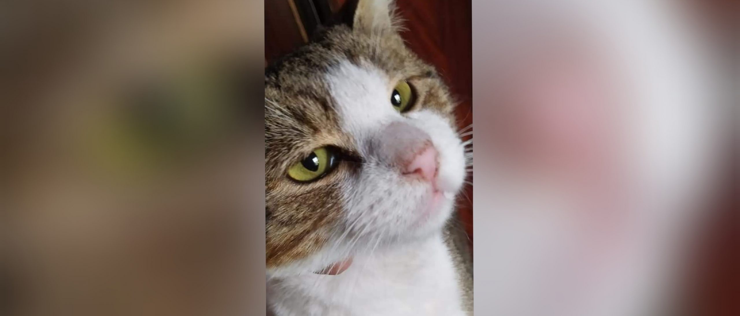 Sos a Radio Zampetta Sarda, Cooki ha bisogno urgente di una trasfusione