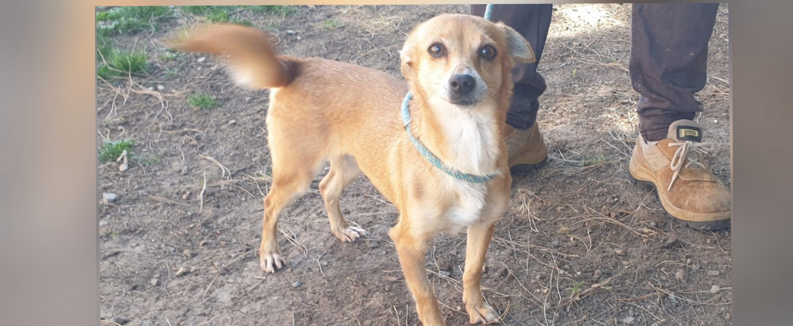 La dolce Xena cerca casa e vi aspetta al canile di Cagliari