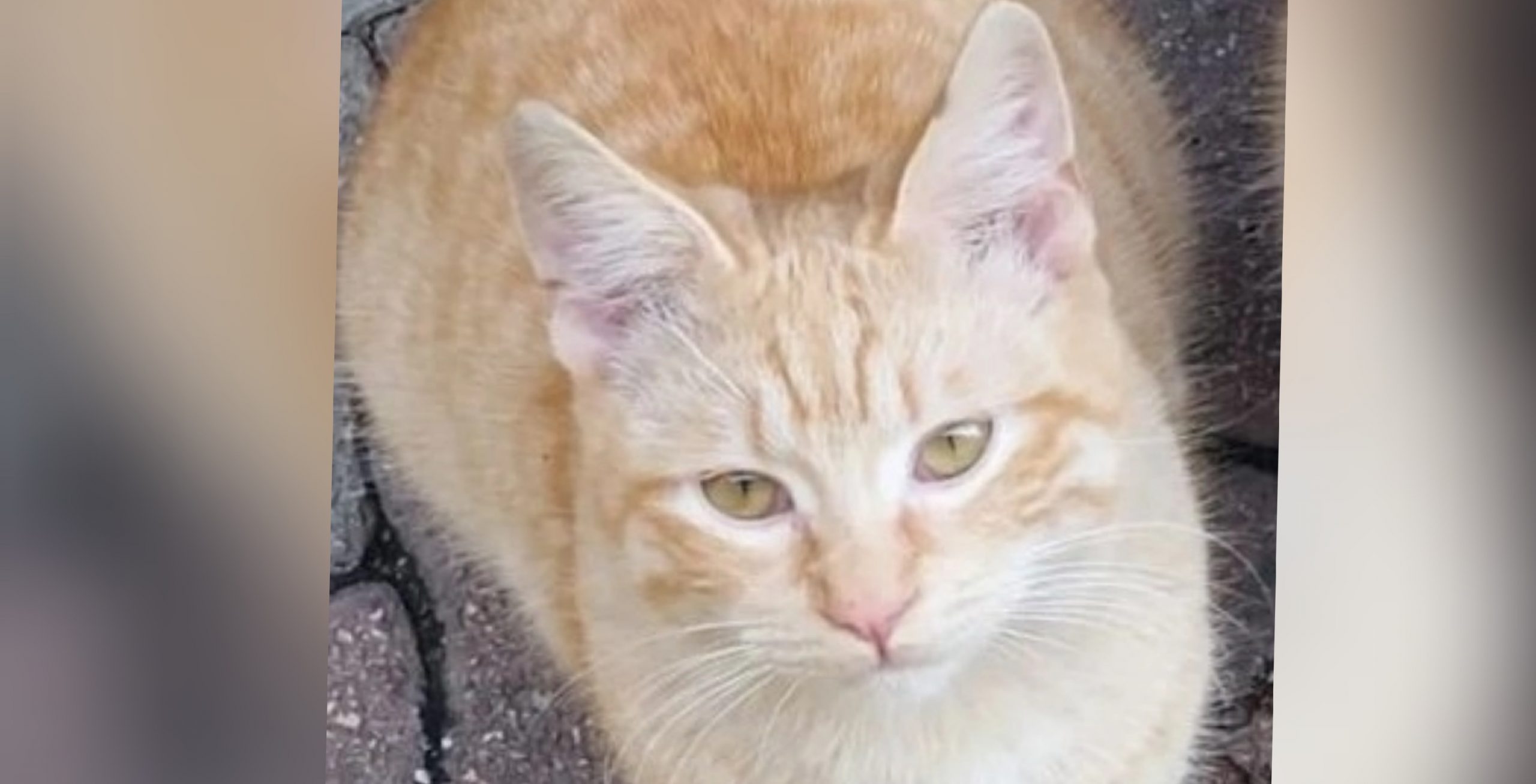 Radio Zampetta Sarda: cercasi Lillo, scomparso da oltre un mese a Cagliari