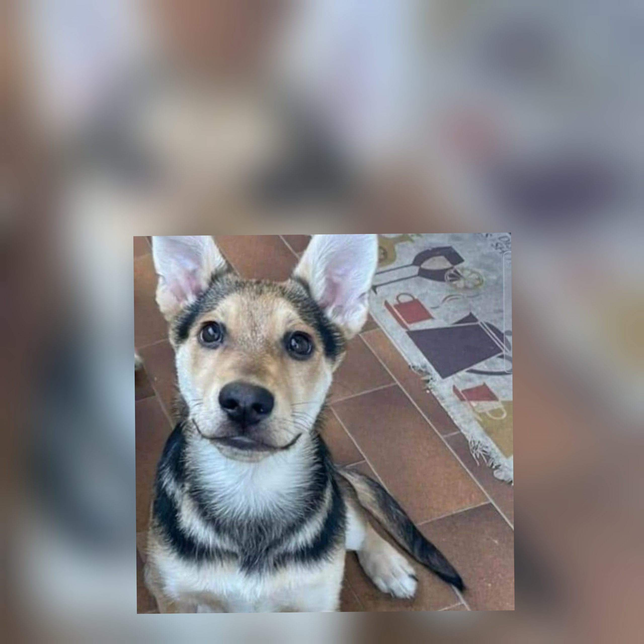 Radio Zampetta Sarda, appello per la cucciola Dea: “I suoi occhi chiedono amore”