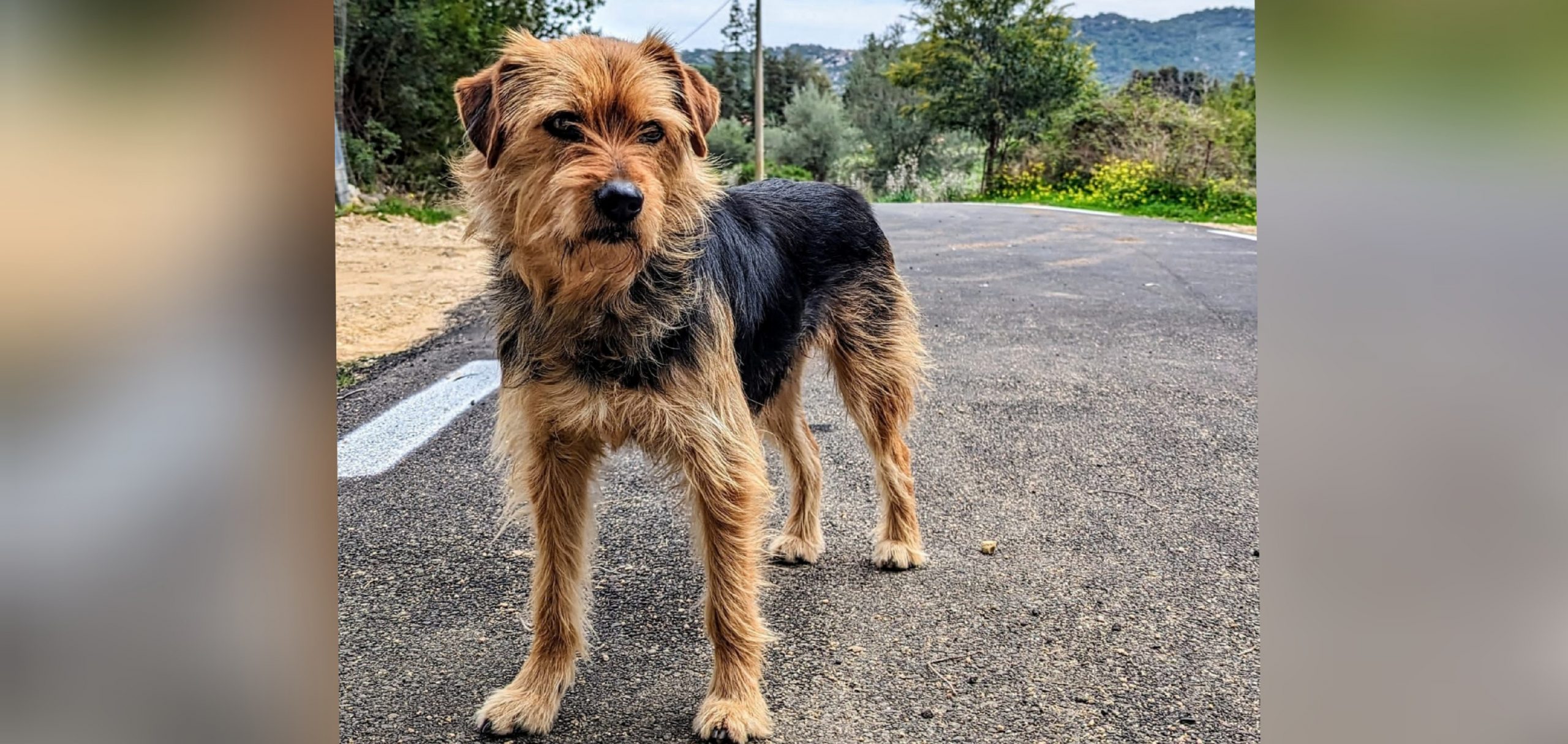 Cagnolino vittima di abbandono cerca casa: appello a Radio Zampetta Sarda
