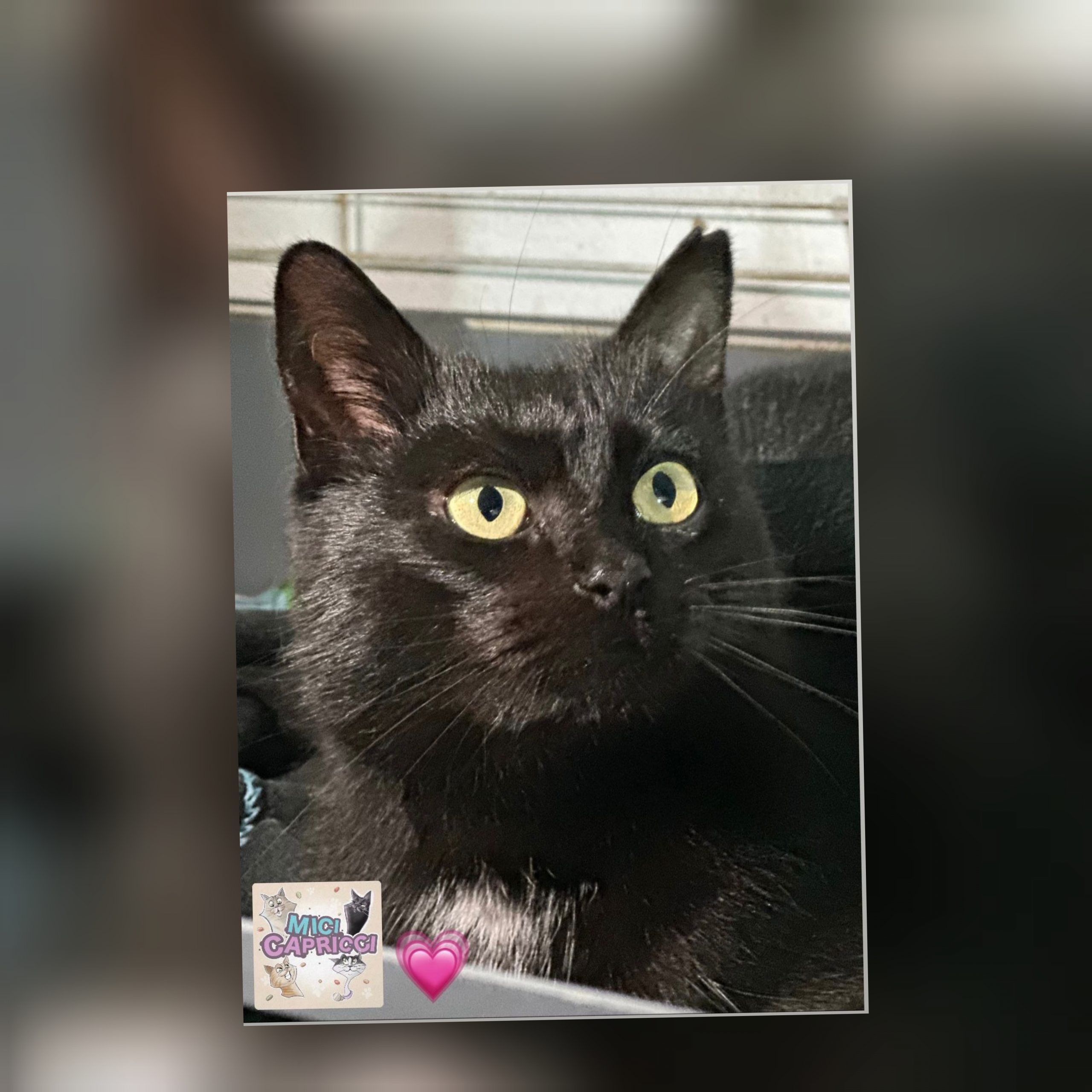 Radio Zampetta Sarda: adozione del cuore per la dolcissima Nerina