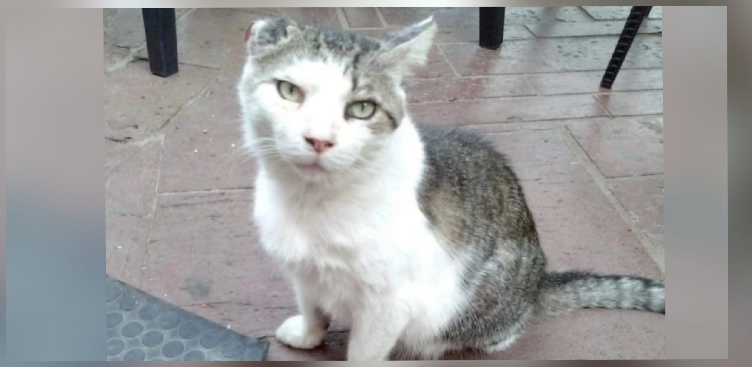 Appello a Radio Zampetta Sarda: il mistero di Marmottino, portato via da una donna in bicicletta