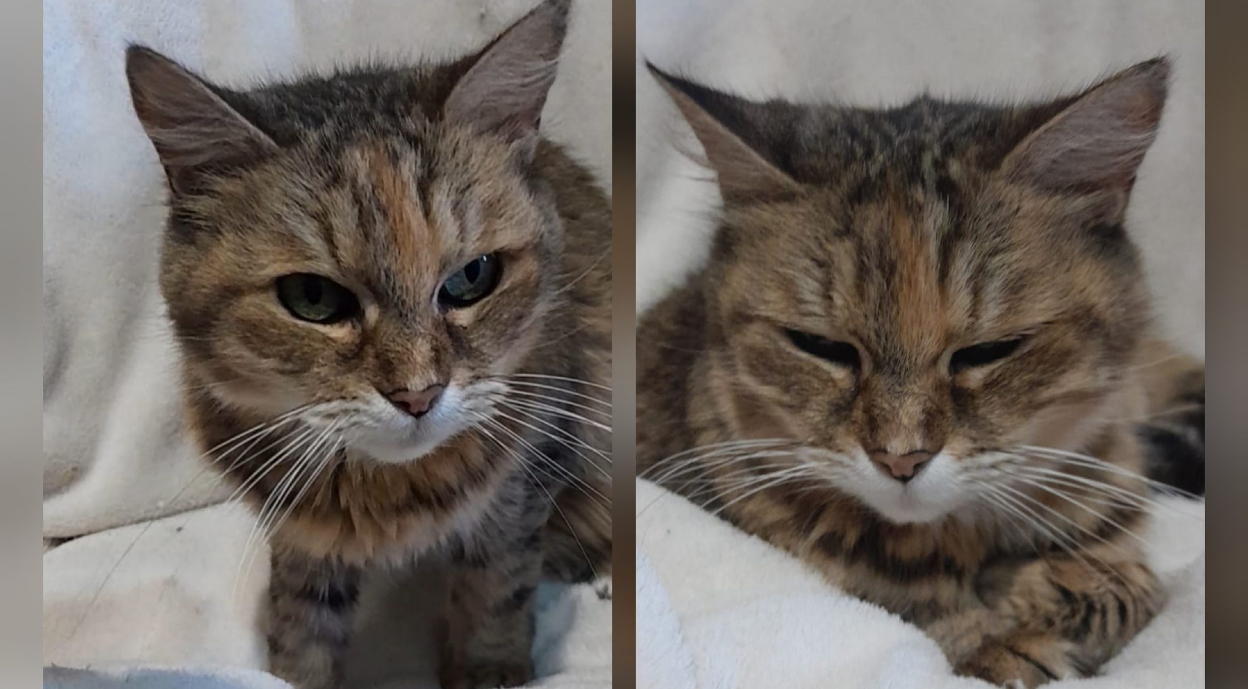 Aiutiamo Sissi, l’anziana e dolce gattina che soffre di piometria