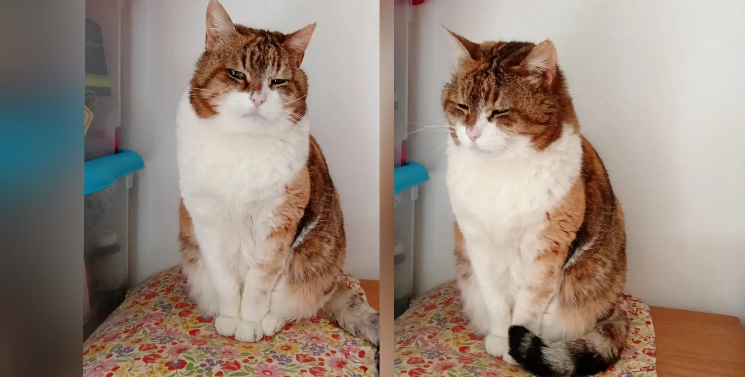 Radio Zampetta Sarda: la padrona finisce in una Rsa, la dolce Alena di 14 anni cerca una casa