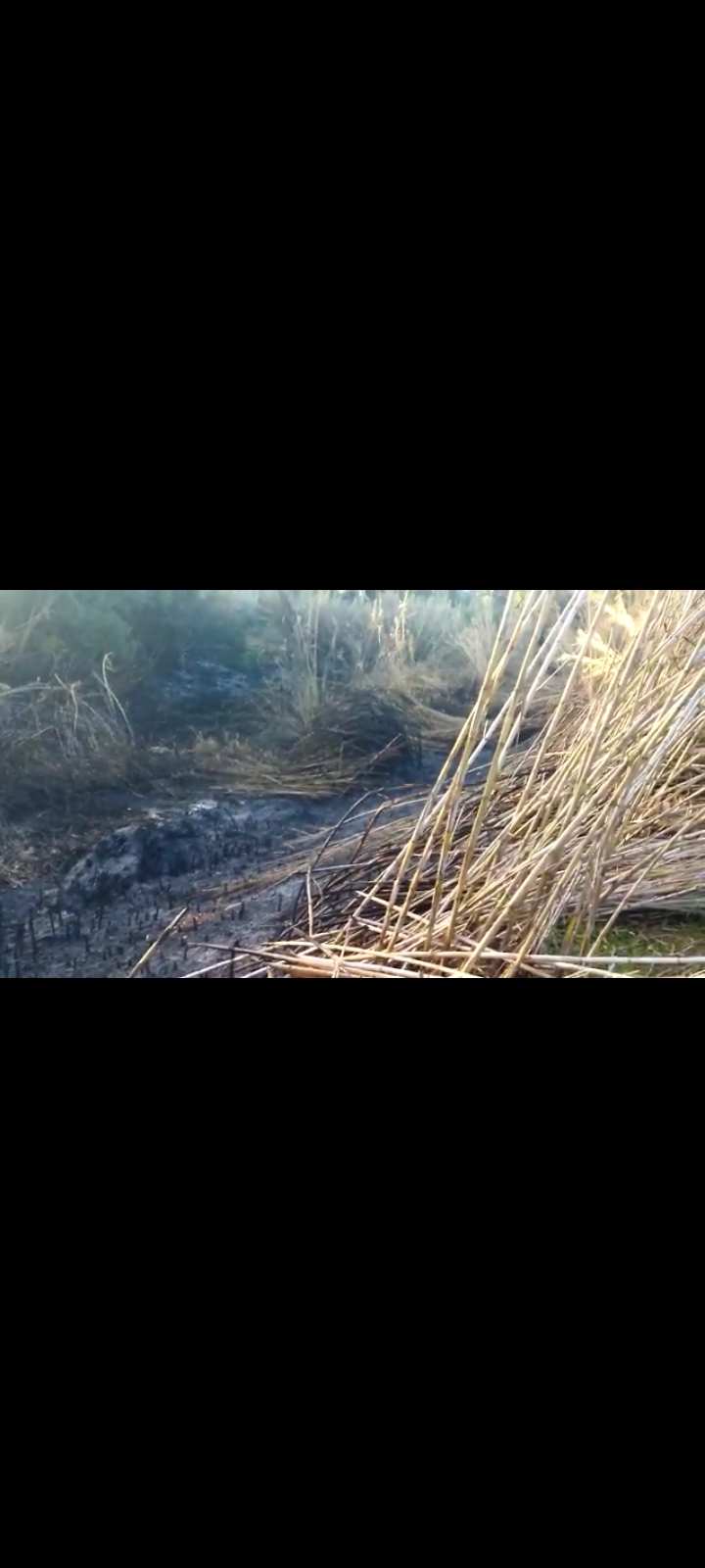 Flumini, circondato dalle fiamme il rifugio Zampe Matte di gatti e cani malati: “Un inferno, adesso aiutateci”