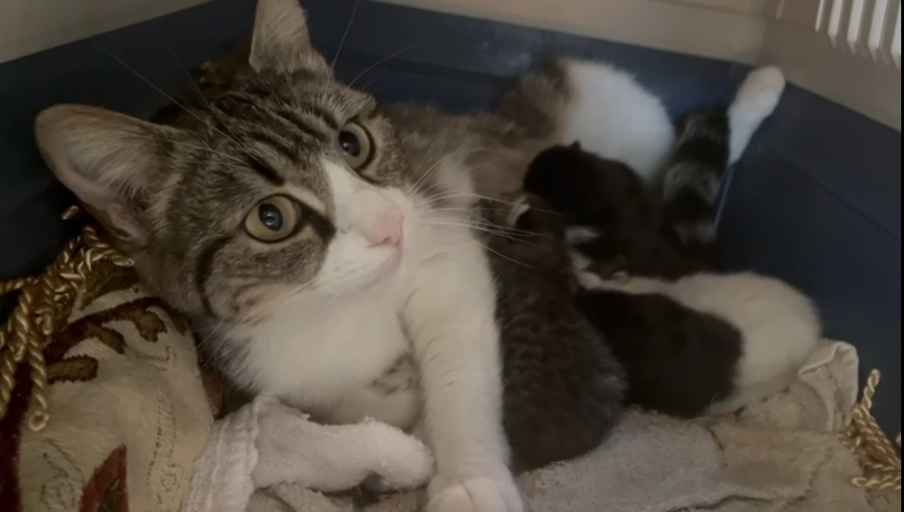 Cornelia, la gattina del balcone di Assemini, cerca casa con i suoi figlioletti
