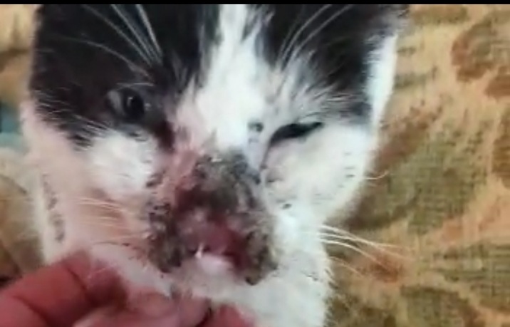 “Zampe matte”, il rifugio apre una raccolta fondi dopo l’incendio