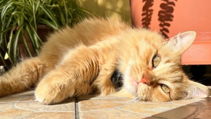 Ottavio è scomparso a Pirri, sos a Radio Zampetta Sarda