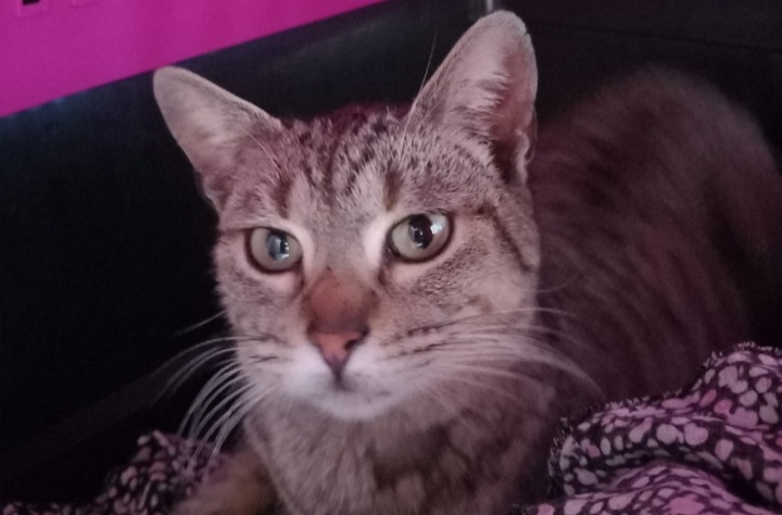 Appello da Quartu a Radio Zampetta Sarda: la tigratina abbandonata Pipy cerca un’adozione del cuore