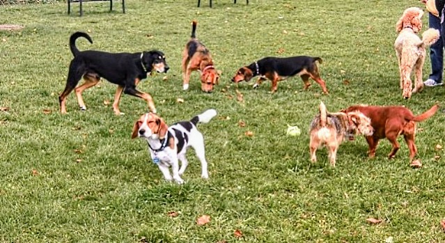 A Monserrato un nuovo spazio per gli amici a quattro zampe: ecco la nuova area cani di via Galilei