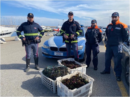 Settanta chili di ricci nascosti nell’auto, maximulta per tre persone in Sardegna