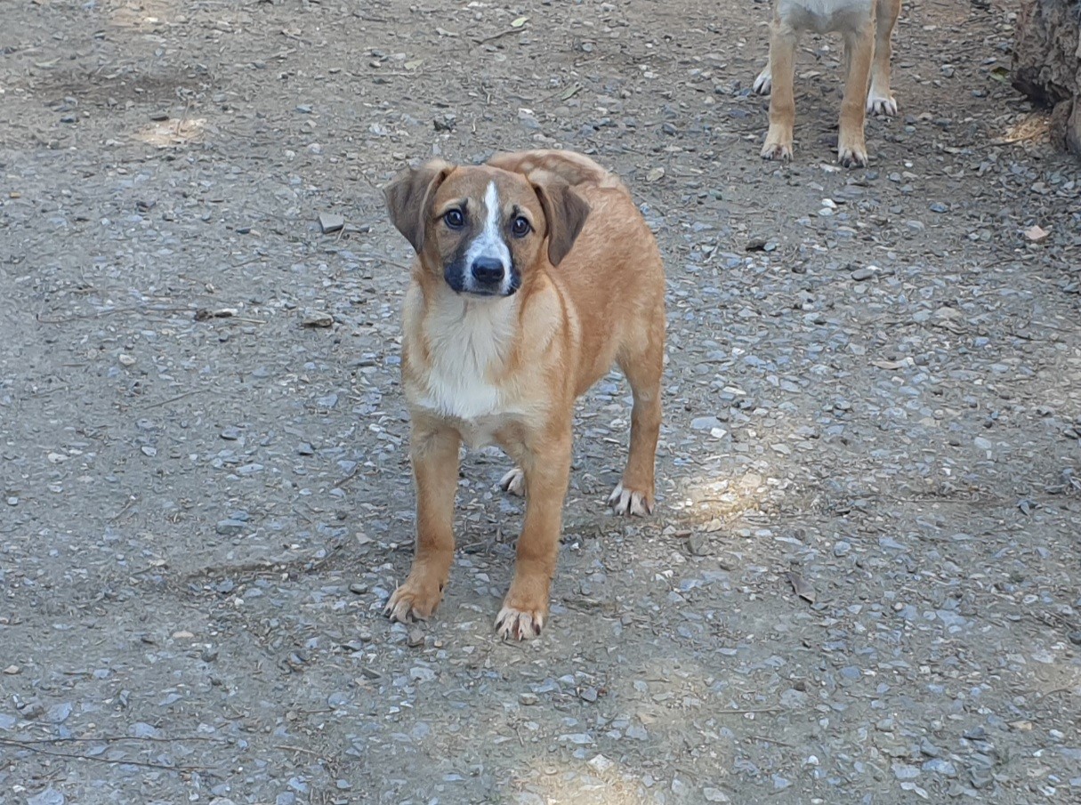 Cagliari, adozione urgente per il timido Sirio