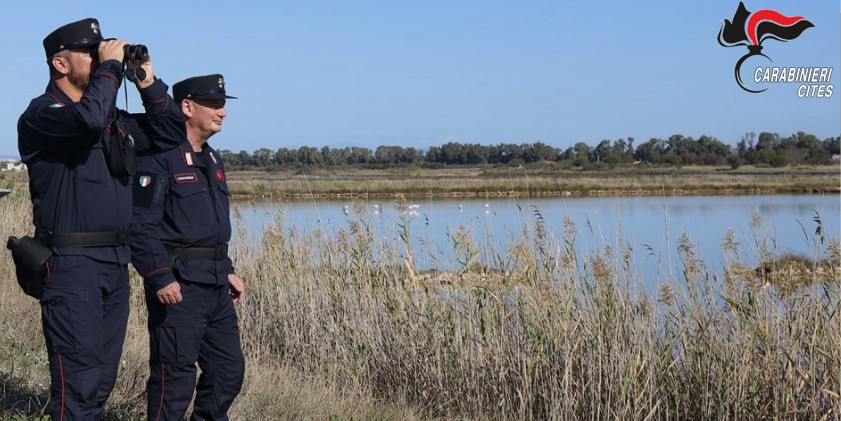 Catturava uccelli protetti, denunciato un bracconiere di Domus De Maria