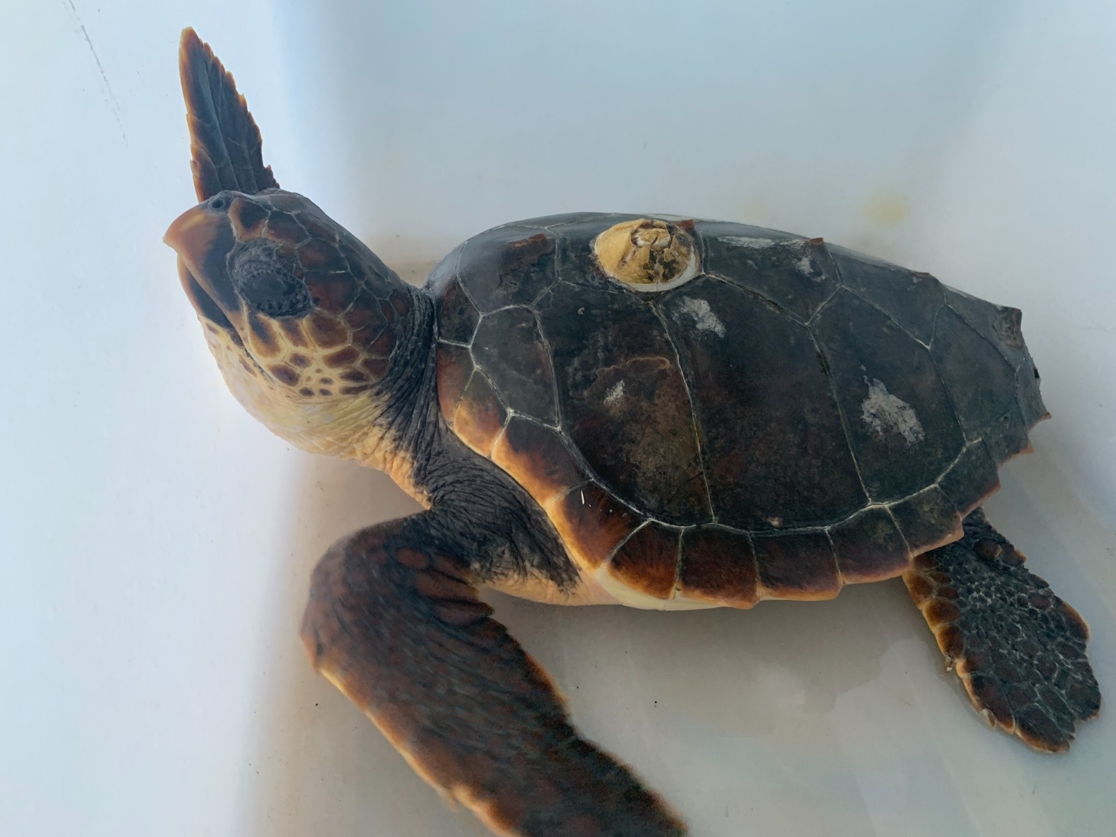 In gravi condizioni dopo aver ingerito plastica: salvata a Villasimius la tartaruga Delfina