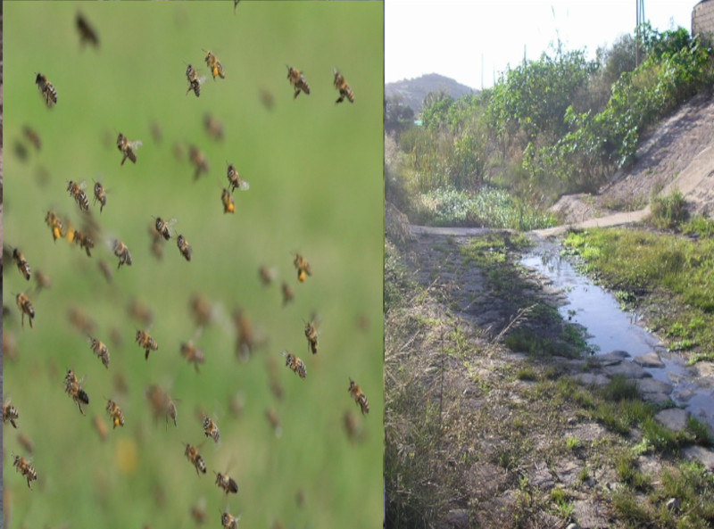 Dramma a Carbonia, 82enne attaccato da uno sciame d’api muore per choc anafilattico