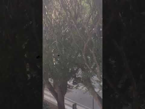 Cagliari, gli stranieri aggrediscono i poliziotti in piazza del Carmine: “Correte, siamo tutti in pericolo” (VIDEO)