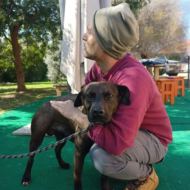 Pit, dall’abbandono al canile: i suoi occhi chiedono l’amore di una vera famiglia