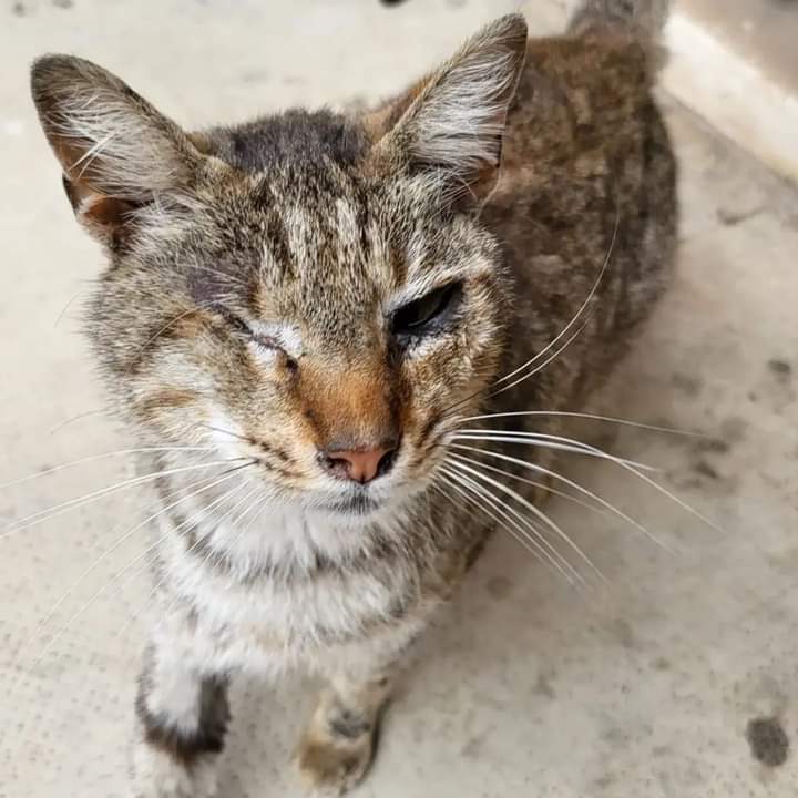 Radio Zampetta Sarda, il dolce Chicco cerca adozione