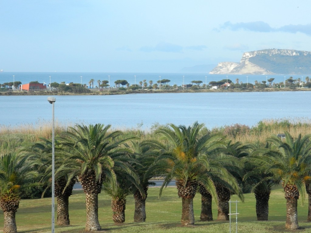 Blatte, topi e il terribile punteruolo rosso: task force di disinfestazioni a Quartu