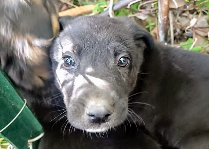 La nuova “moda” di Sestu: abbandonare i cuccioli nell’area cani