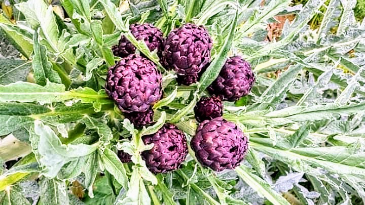 Carciofi contraffatti, scattano i sequestri delle piantagioni illegali in Sardegna