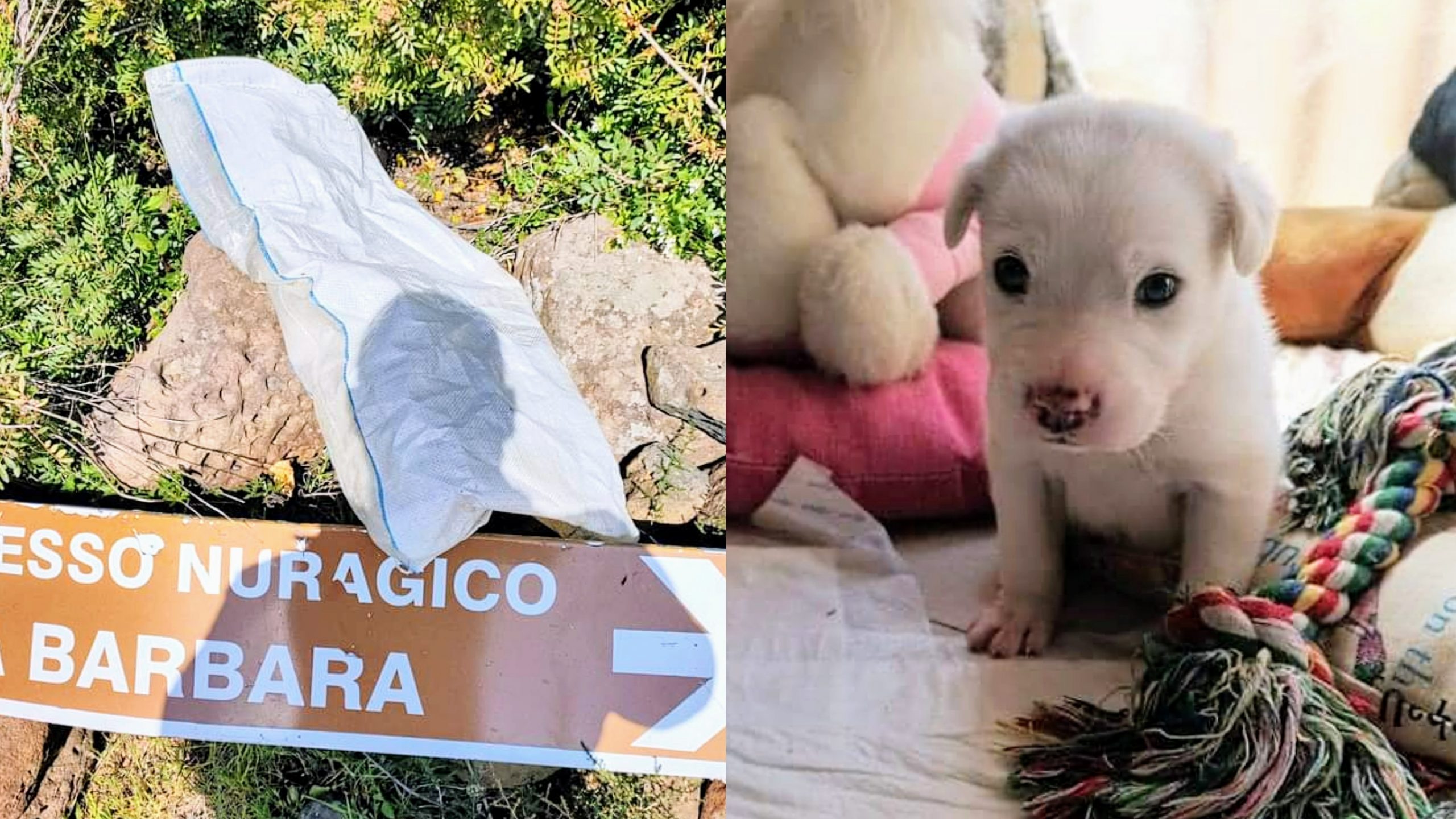 Abbandonato in un sacco e salvo per miracolo, il cucciolo Nico è già una star