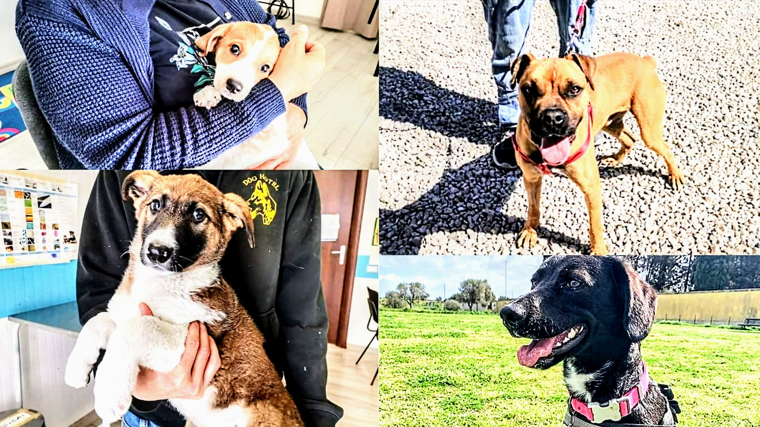 Villaspeciosa, dal canile a infermieri specializzati per i diabetici