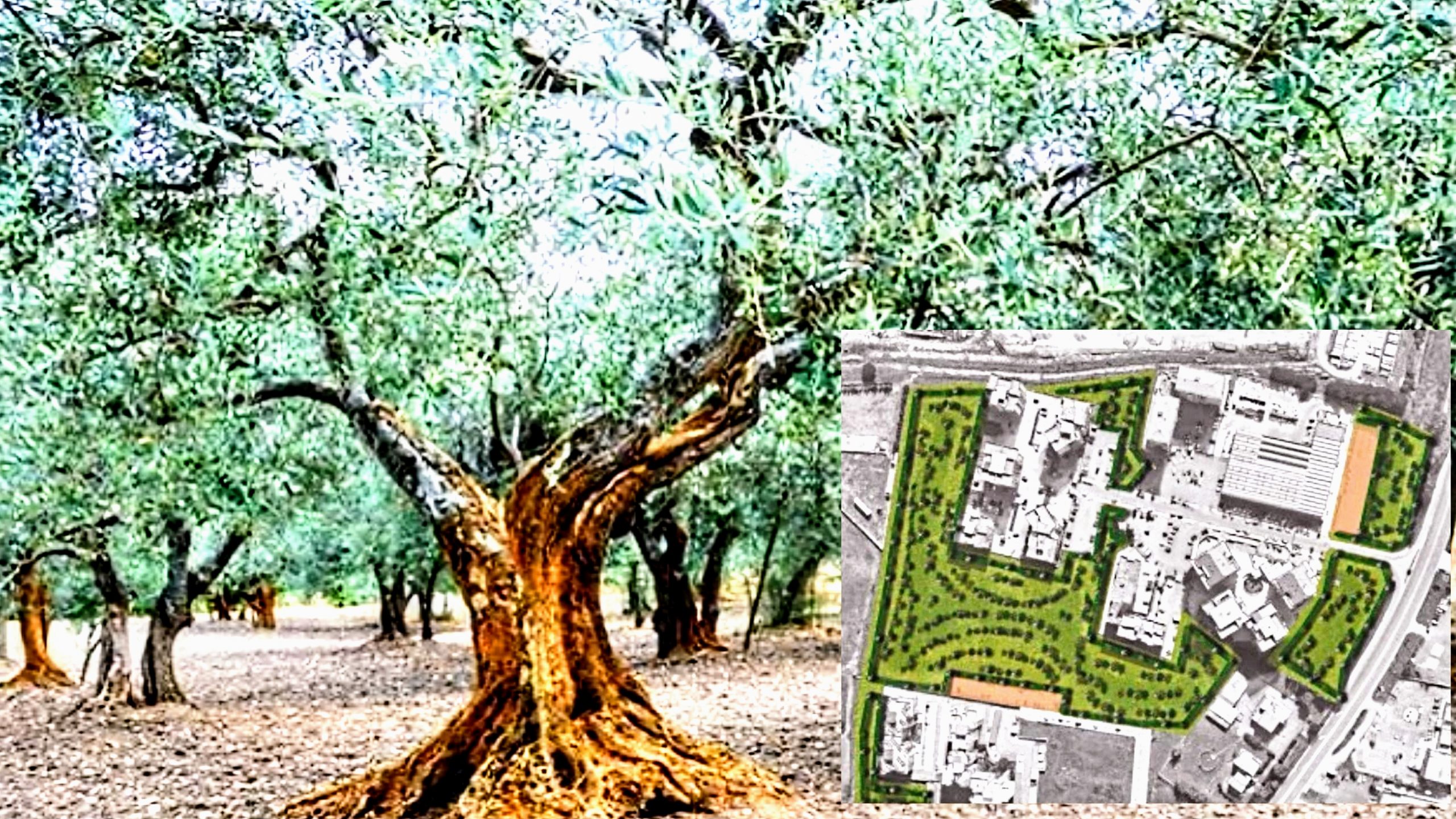 Cortexandra rinasce, oltre settemila piante messe a dimora a Sestu