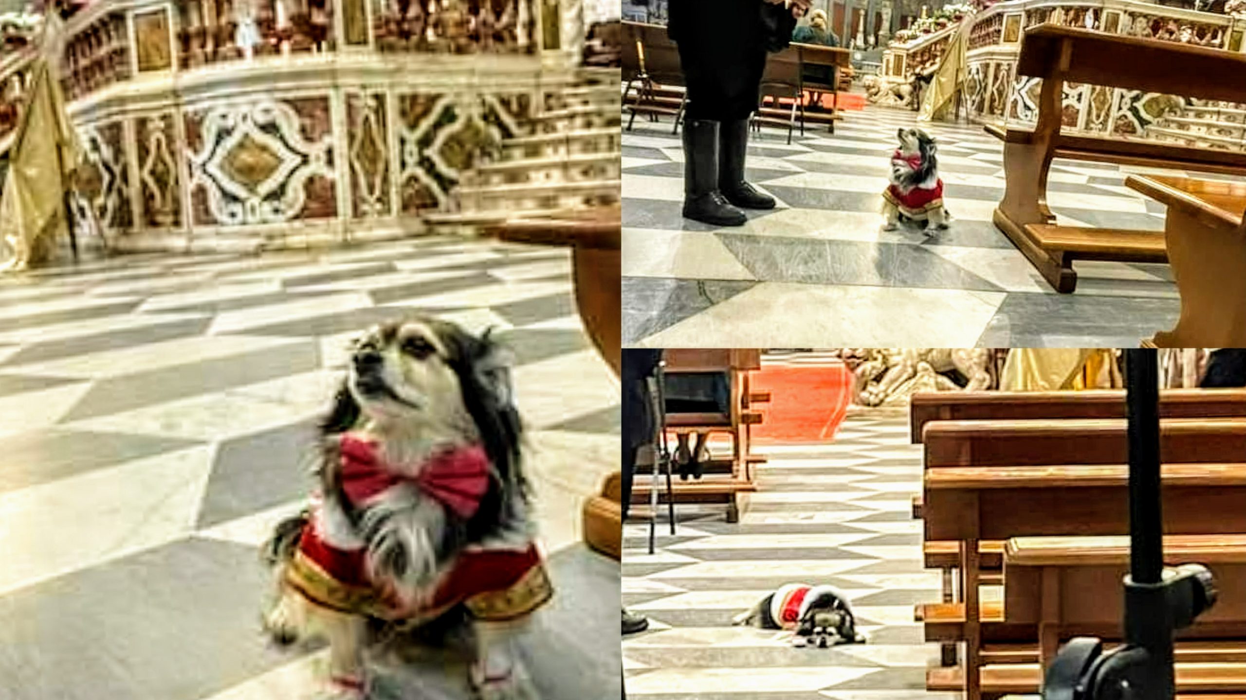 Oristano, segue la messa come tutti i fedeli: la foto del cane diventa virale