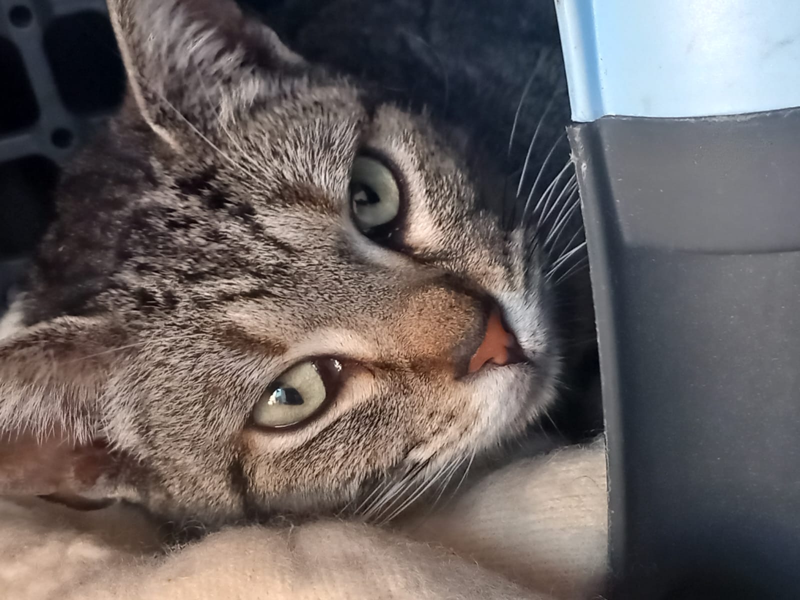 Radio Zampetta Sarda, adozione del cuore per Pipy