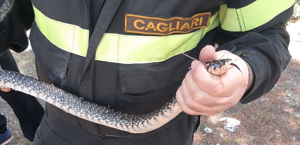 “C’è un pitone nel parco di San Michele”: allarme a Cagliari, ma era solo un colubro