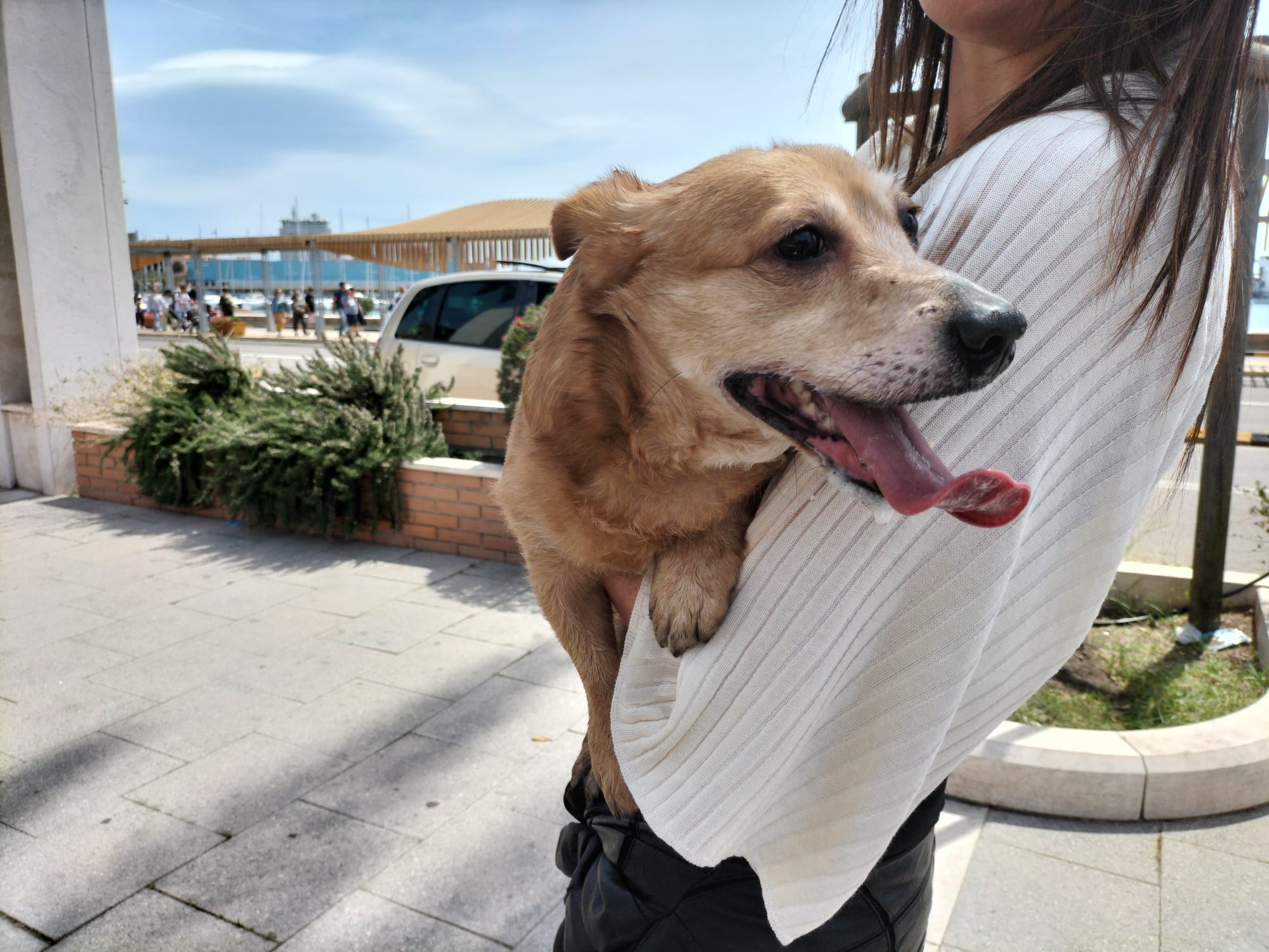 Cagliari, l’sos: “Un cane ferito trovato in via Roma, chi è il proprietario?”